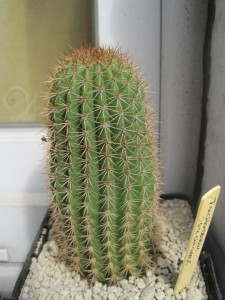 Cactus6