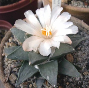 Ariocarpus