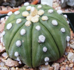 Astrophytum