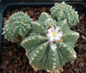 Aztekium