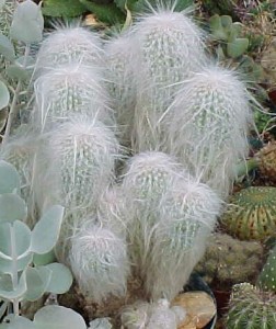 Cephalocereus Senilis