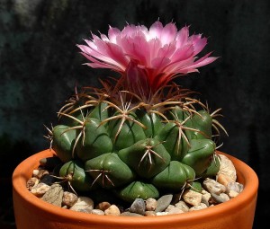 Corypantha