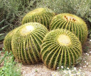 กลุ่ม Echinocactus