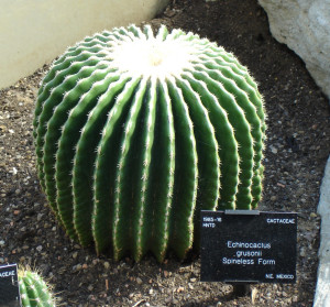 Echinocactus