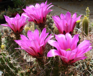 Echinocereus