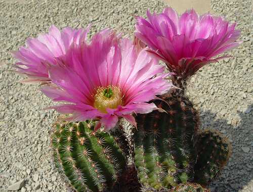 Echinocereus fendleri