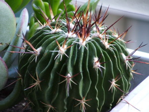 Echinofossulocactus