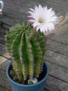 Echinopsis