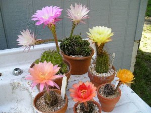 กลุ่ม Echinopsis