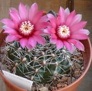 Gymnocalycium