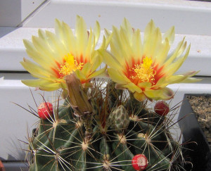 Hamatocactus