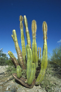 Lophocereus