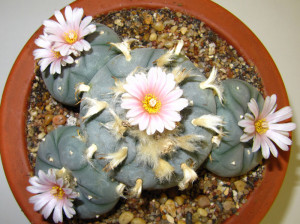 Lophophora