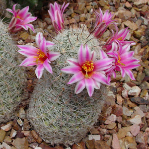 Mammillaria