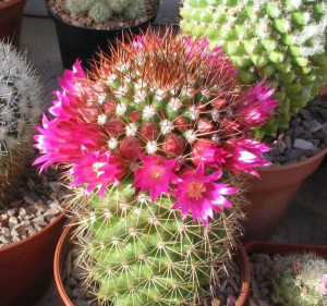 Mammillaria