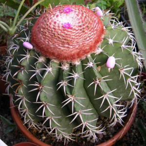 Melocactus