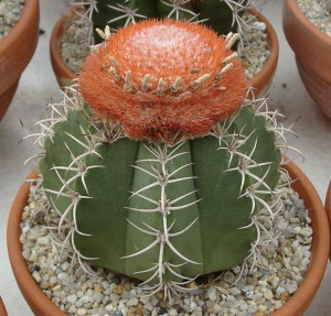 Melocactus