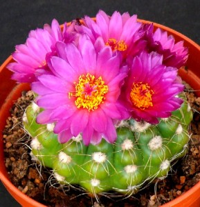 Notocactus