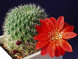 Rebutia