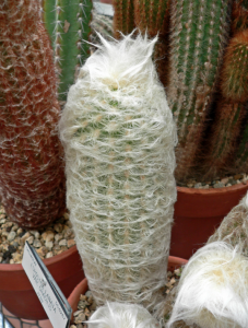 Espostoa