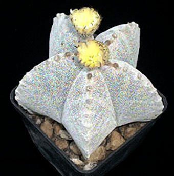 Astrophytum myriostigma หนึ่งในสายพันธุ์ Astrophytum