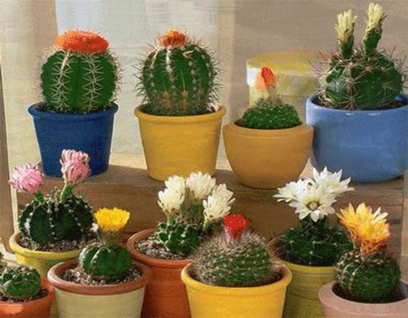 cactus 5