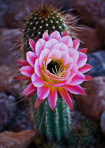 Possibly some type of Mammillaria