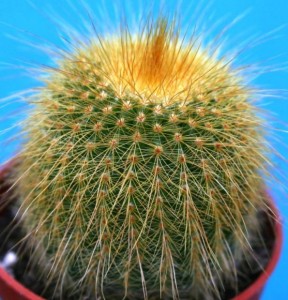 cactus2