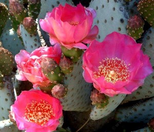 Opuntia