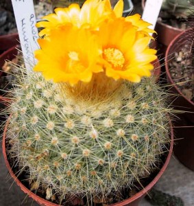 Parodia