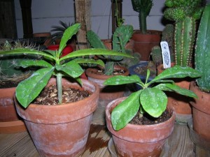 Pereskia