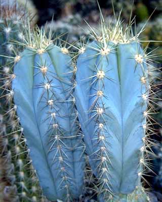 Pilosocereus