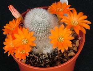 Rebutia