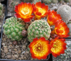 Sulcorebutia