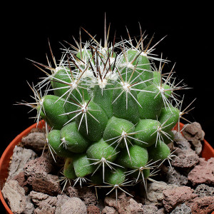 Thelocactus