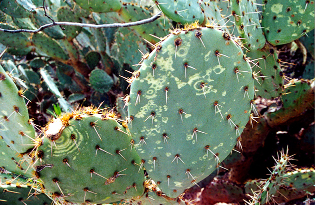 opuntia