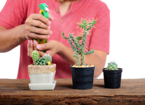 Watering cactus